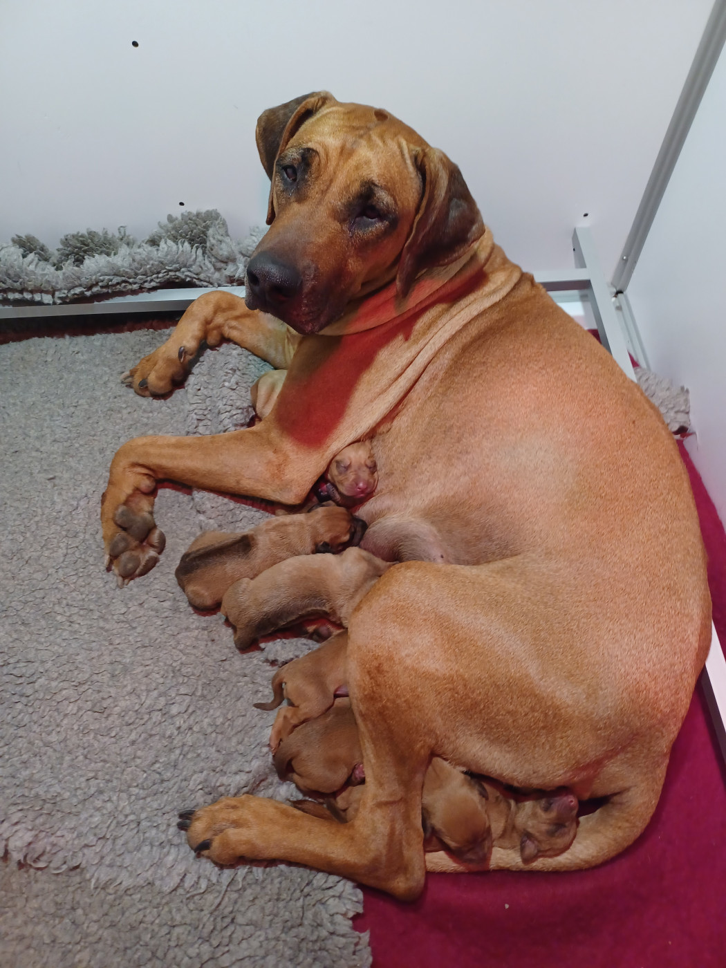 Chiot Rhodesian Ridgeback U Core Libaru