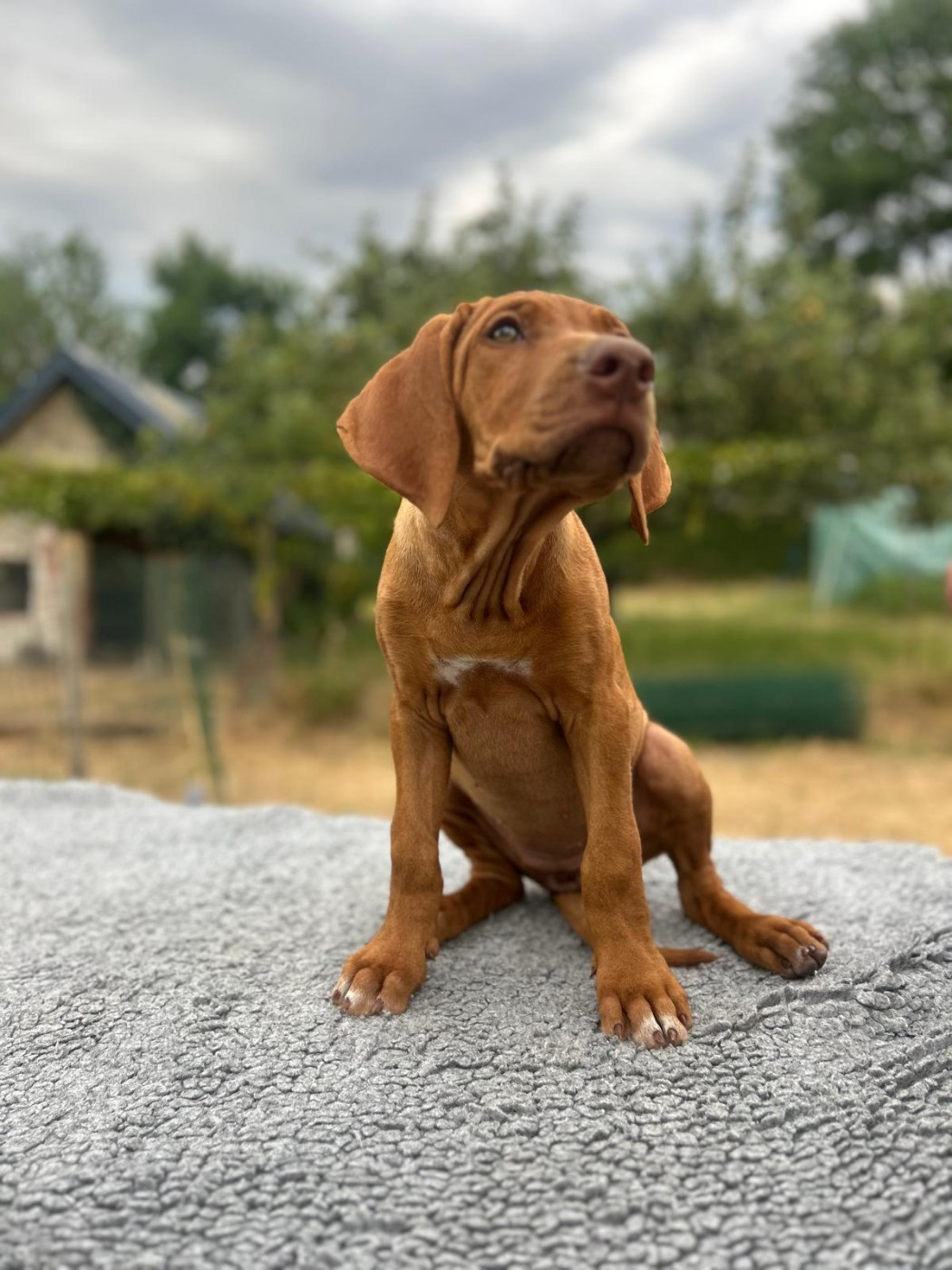 U Core Libaru - Chiots disponibles - Rhodesian Ridgeback