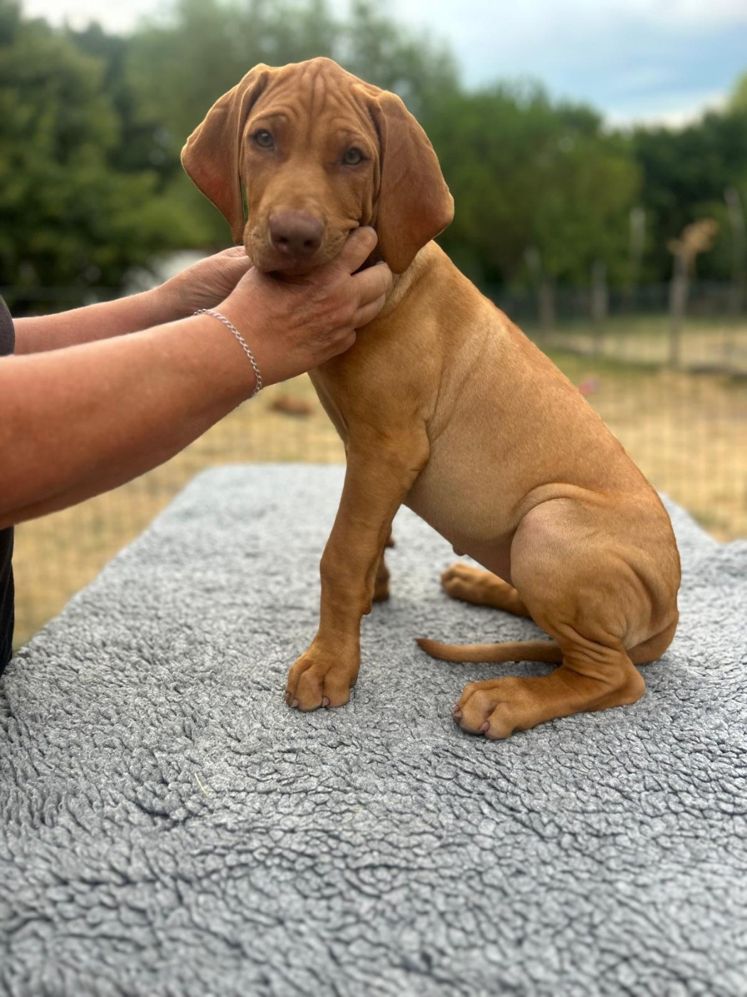 U Core Libaru - Chiots disponibles - Rhodesian Ridgeback