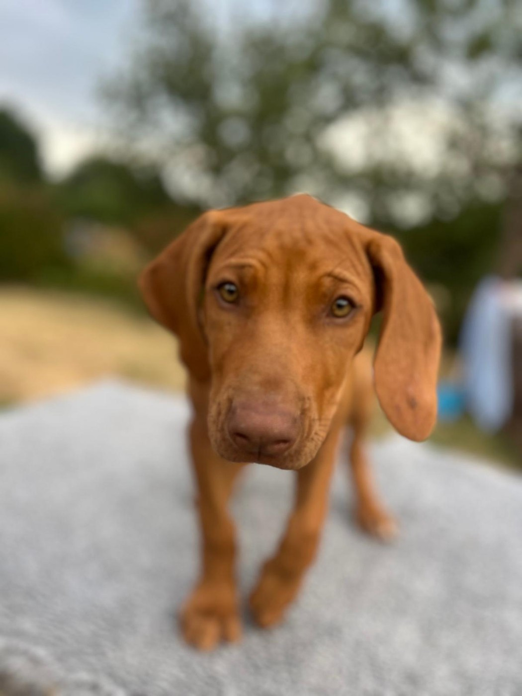 U Core Libaru - Chiots disponibles - Rhodesian Ridgeback