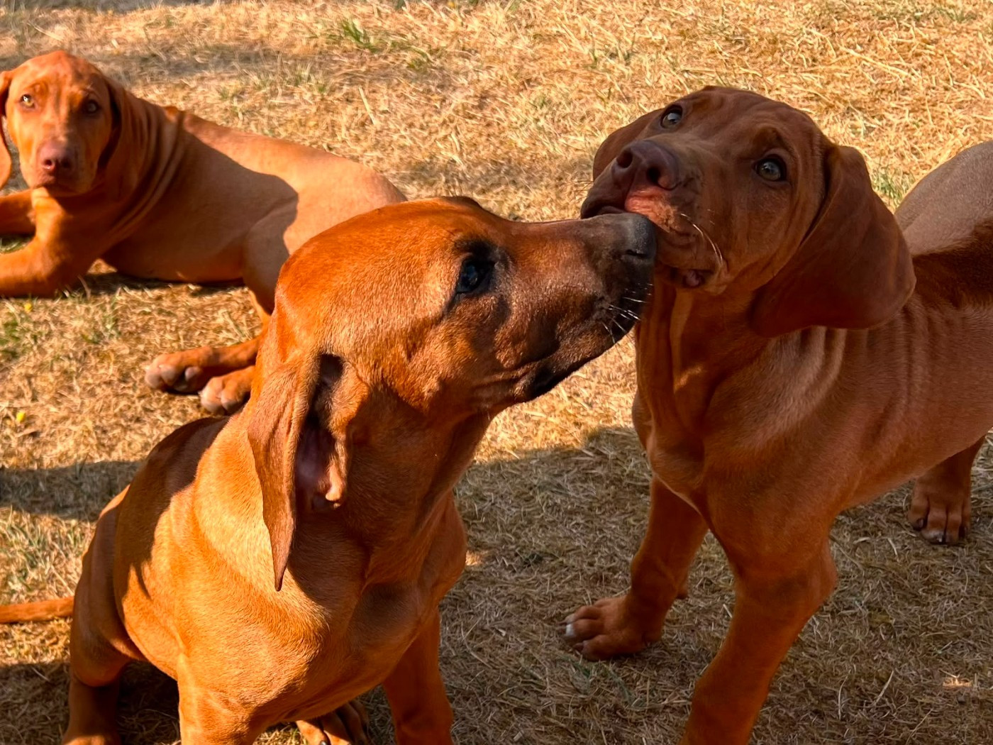 U Core Libaru - Chiots disponibles - Rhodesian Ridgeback