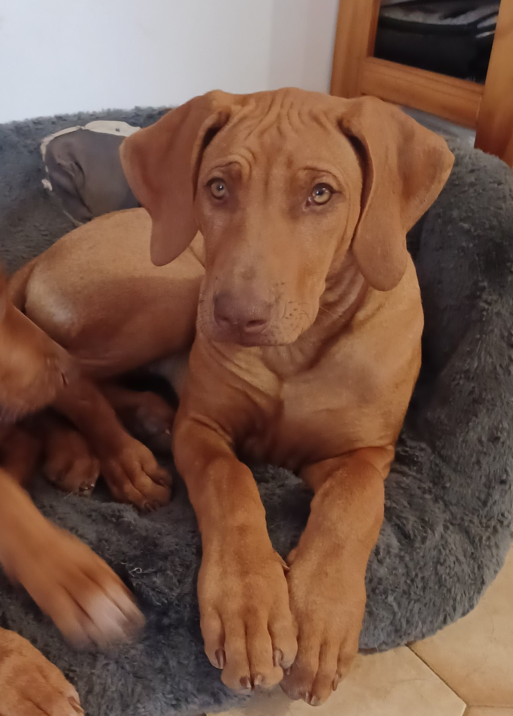 U Core Libaru - Chiots disponibles - Rhodesian Ridgeback